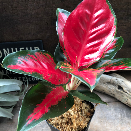 アグラオネマ ♡レッドスクソム ジャイポン「Aglaonema Suk Som Jai
