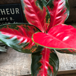 アグラオネマ ♡レッドスクソム ジャイポン「Aglaonema Suk Som
