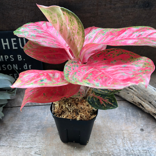 アグラオネマ 『ピンクソムバット サイアム』観葉植物 Aglaonema