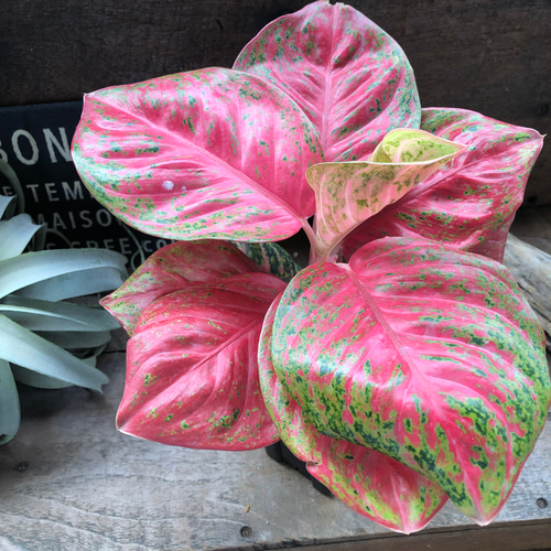 アグラオネマ 『ピンクソムバット サイアム』観葉植物 Aglaonema