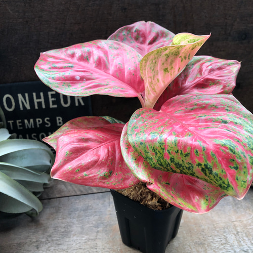 アグラオネマ 『ピンクソムバット サイアム』観葉植物 Aglaonema