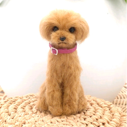 サイズの参考に！腹巻きのトイプードル　羊毛フェルト サイズの参考に！腹巻きのトイプードル羊毛フェルト