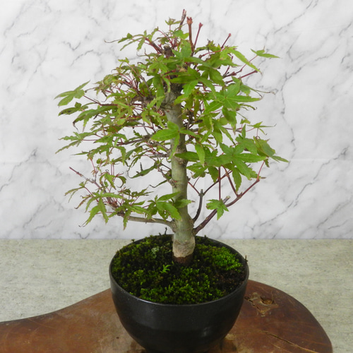 S*A様 【一起園芸】紅葉「出猩々・デショウジョウ」小品盆栽02◆形良好な一品で S*A様 【一起園芸】紅葉「出猩々・デショウジョウ」小品盆栽02◇形