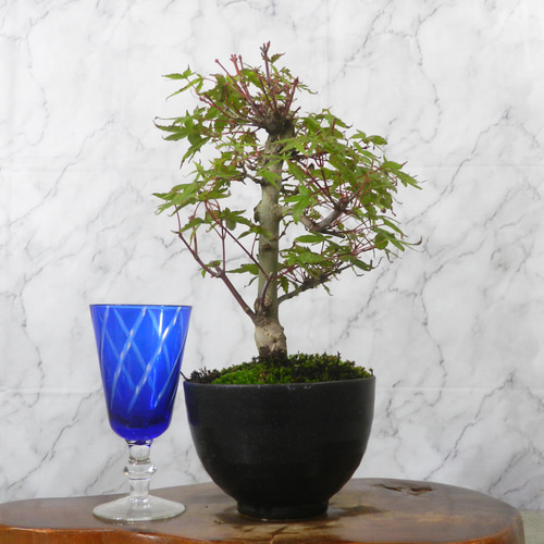 S*A様 【一起園芸】紅葉「出猩々・デショウジョウ」小品盆栽02◆形良好な一品で S*A様 【一起園芸】紅葉「出猩々・デショウジョウ」小品盆栽02◇形