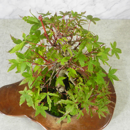 ☆ENGEI ichioki☆紅葉「出猩々・デショウジョウ」小品盆栽03◇新芽葉