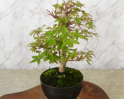 ☆ENGEI ichioki☆紅葉「出猩々・デショウジョウ」小品盆栽03◇新芽葉