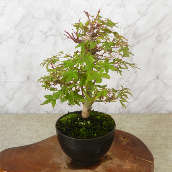 ☆ENGEI ichioki☆紅葉「出猩々・デショウジョウ」小品盆栽03◇新芽葉