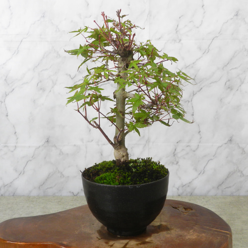 ☆ENGEI ichioki☆紅葉「出猩々・デショウジョウ」小品盆栽03◇新芽葉