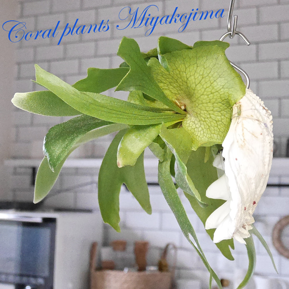 ビカクシダワルシー 2株コウモリラン 観葉植物 吊り下げコルク棒
