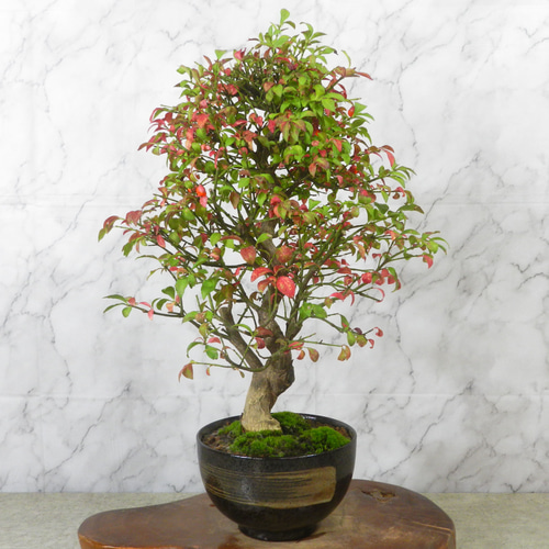 三河盆栽　盆栽愛好家在庫放出セール　コマユミ　盆栽 盆栽 コマユミ盆栽（こまゆみ・ミニ 小葉性小真弓盆栽）小品盆栽 4238