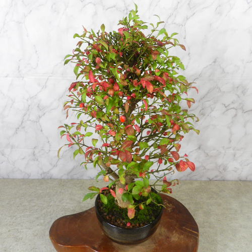 盆栽 『コマユミ』 紅葉 花 実 アート インテリア 送料無料 b193 盆栽 『コマユミ』 紅葉 花 実 アート インテリア 送料無料 b193