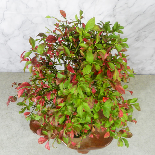 ☆ENGEI ichioki☆コマユミ・中品盆栽・05◇見応え充分・形良好な一品