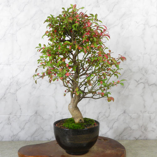 ☆ENGEI ichioki☆コマユミ・中品盆栽・05◇見応え充分・形良好な一品