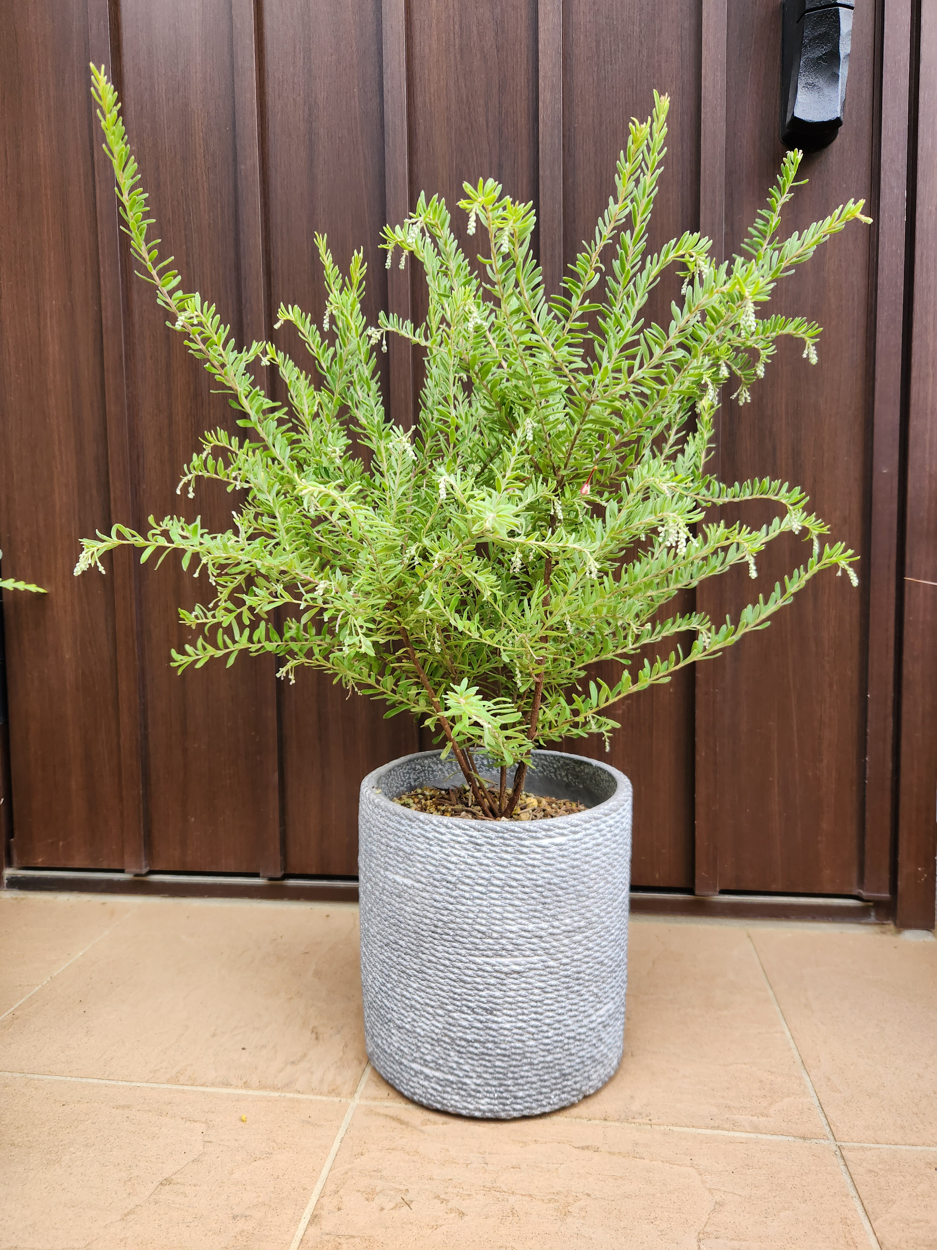 グレビレア　ストロベリーブロンド　鉢植え　苗　レア品種 大きめ♡