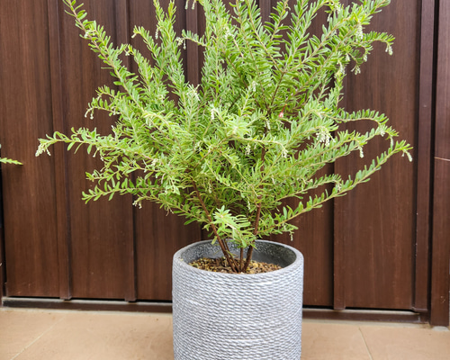 大きめ♡ グレビレア ストロベリーブロンド 鉢植え 苗 レア品種