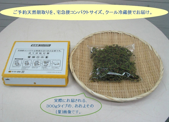 秋のおつな味...山形県最上峡舟下りの里〜新鮮天然朝取りご予約山菜 赤ミズ [ミズの実.ミズタマ.ムカゴ..３００ｇ] 3枚目の画像