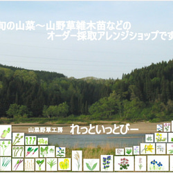 秋のおつな味...山形県最上峡舟下りの里〜新鮮天然朝取りご予約山菜 赤ミズ [ミズの実.ミズタマ.ムカゴ..３００ｇ] 6枚目の画像