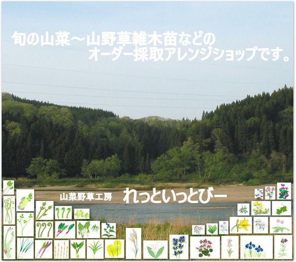 秋のおつな味...山形県最上峡舟下りの里〜新鮮天然朝取りご予約山菜 赤ミズ [ミズの実.ミズタマ.ムカゴ..３００ｇ] 6枚目の画像