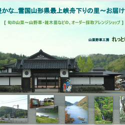 秋のおつな味...山形県最上峡舟下りの里〜新鮮天然朝取りご予約山菜 赤ミズ [ミズの実.ミズタマ.ムカゴ..３００ｇ] 5枚目の画像