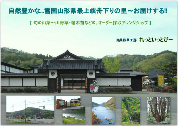 秋のおつな味...山形県最上峡舟下りの里〜新鮮天然朝取りご予約山菜 赤ミズ [ミズの実.ミズタマ.ムカゴ..３００ｇ] 5枚目の画像