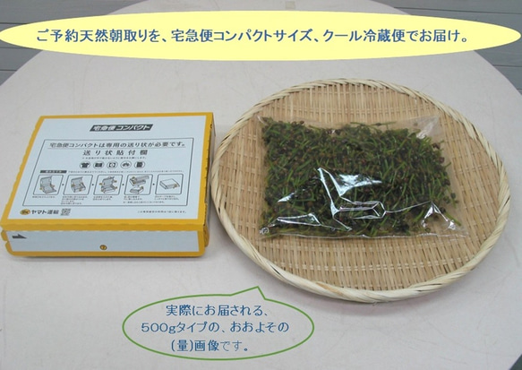 秋のおつな味...山形県最上峡舟下りの里〜新鮮天然朝取りご予約山菜 赤ミズ [ミズの実.ミズタマ.ムカゴ..５００ｇ] 3枚目の画像