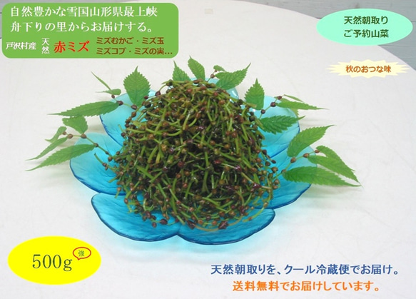 秋のおつな味...山形県最上峡舟下りの里〜新鮮天然朝取りご予約山菜 赤ミズ [ミズの実.ミズタマ.ムカゴ..５００ｇ] 1枚目の画像