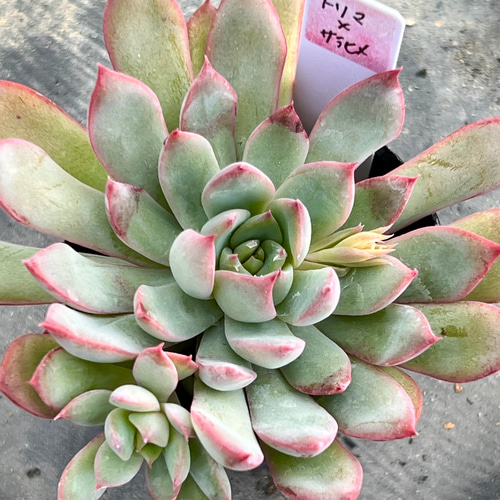 美苗シルエット大苗