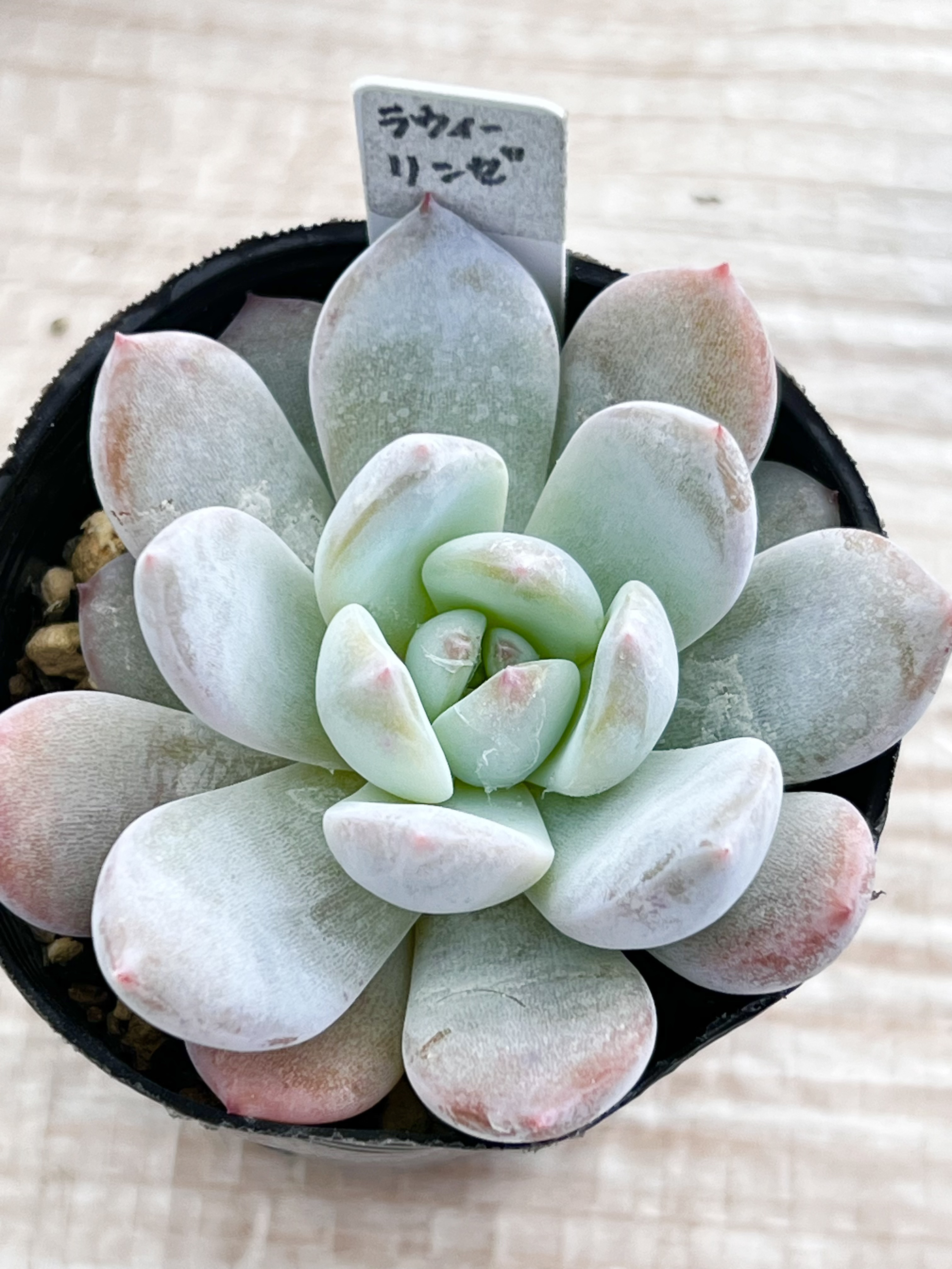 ラウリンゼ＊エケベリア＊多肉植物＊抜き苗 多肉植物 ＊N＊ 通販