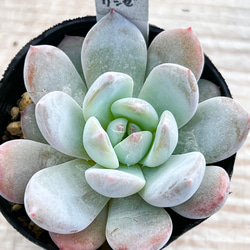 86. 多肉植物 ラウリンゼ×ミニマ 680円【抜き苗】 86. 多肉植物 ラウリンゼ×ミニマ 680円【抜き苗】 86. 多肉植物