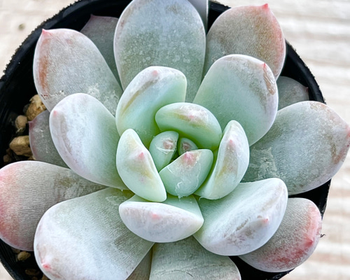 ラウリンゼ＊エケベリア＊多肉植物＊抜き苗 多肉植物 ＊N＊ 通販