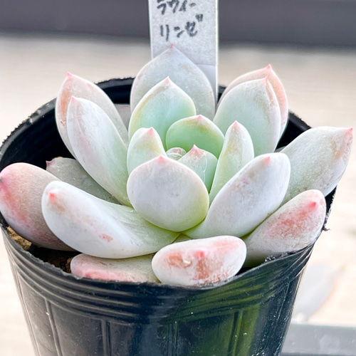 ラウリンゼ＊エケベリア＊多肉植物＊抜き苗 多肉植物 ＊N＊ 通販