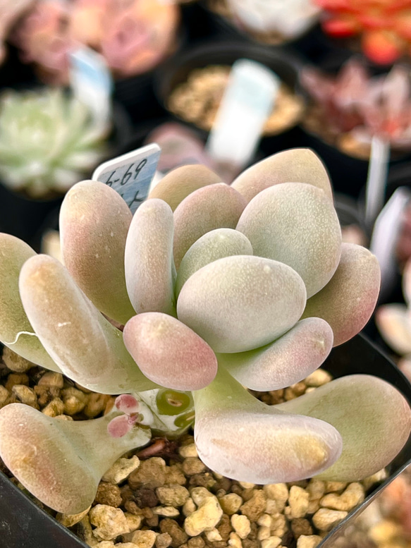 月美人(大苗6-69)＊パキフィツム＊多肉植物＊抜き苗 多肉植物 ＊N  