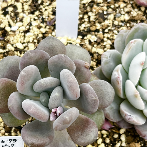 月美人(大苗6-69)＊パキフィツム＊多肉植物＊抜き苗 多肉植物 ＊N  