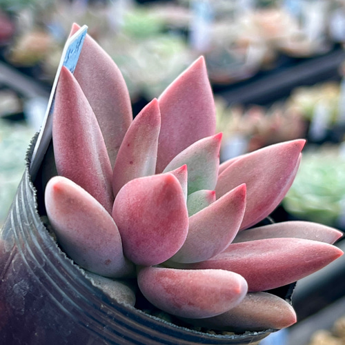 ルビドナ(1-14)＊エケベリア＊多肉植物＊抜き苗 多肉植物 ＊N＊ 通販