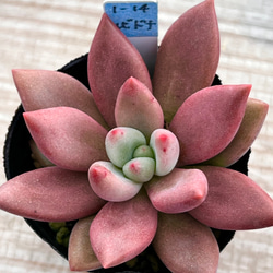 ルビドナ(1-14)＊エケベリア＊多肉植物＊抜き苗 多肉植物 ＊N＊ 通販