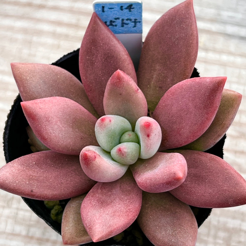 ルビドナ(1-14)＊エケベリア＊多肉植物＊抜き苗 多肉植物 ＊N＊ 通販