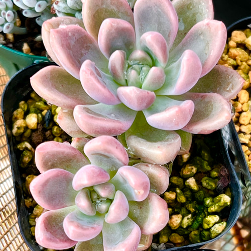 メロディ＊エケベリア＊多肉植物＊抜き苗 多肉植物 ＊N＊ 通販｜Creema 