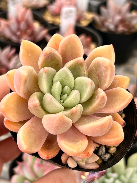 メロディ＊エケベリア＊多肉植物＊抜き苗 多肉植物 ＊N＊ 通販｜Creema 