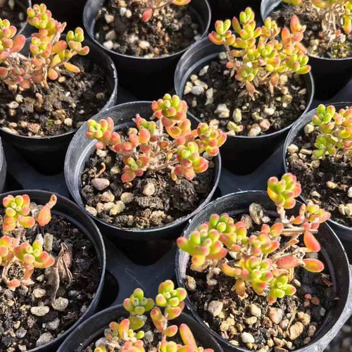 新入荷　多肉植物　ドロサンテマム　小小米　抜き苗　1株　7cm鉢 新入荷 多肉植物 ドロサンテマム 猫ミミ 小苗 抜き苗 1株 多肉植物 愛