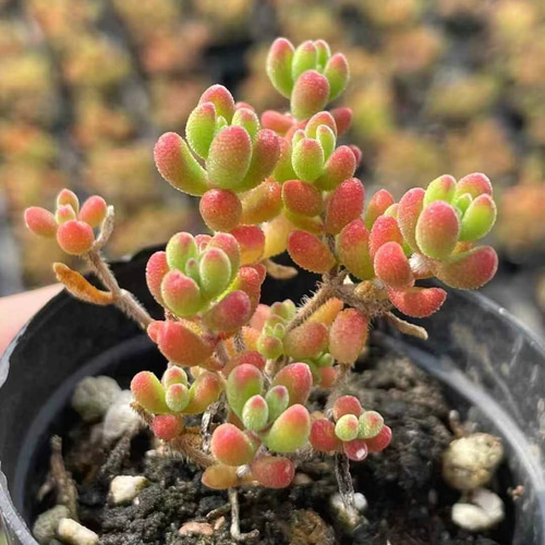 多肉植物 ドロサンテマム Red Diamond 小苗 抜き苗 多肉植物 愛多肉