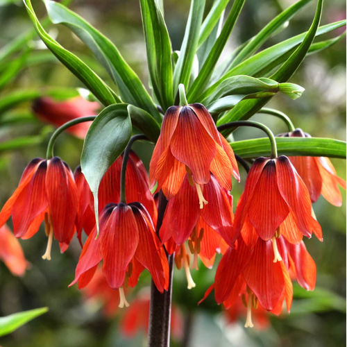 球根♡フリチラリア クラウン レッドビューティ 1球 アートフラワー