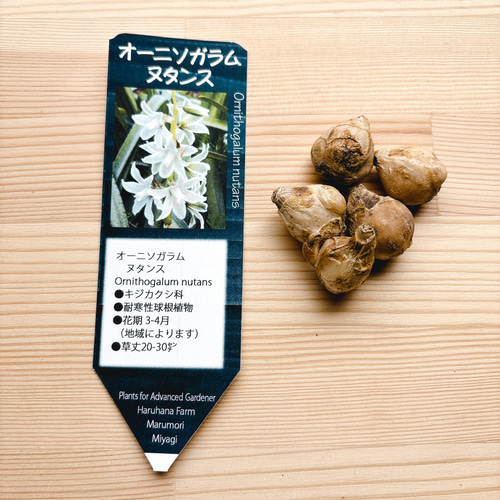 出品限り❤【７球】オーニソガラム『ヌタンス』植えっぱなしOK 出品限り❤【7球】オーニソガラム『ヌタンス』植えっぱなしOK 球根