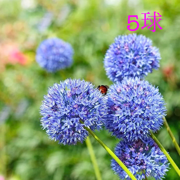 リクエスト専用 青いお花 氷 猫 5個セット リクエスト専用です