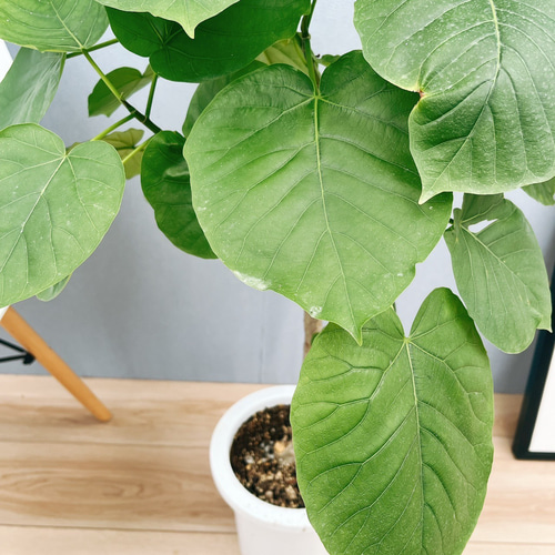 フィカス ウンベラータ ゴムの木の仲間 【観葉植物 7号