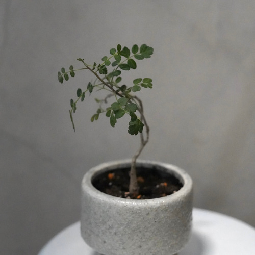 パキコルムス ディスカラー (象の木) 鉢こみ 一輪挿し・花瓶・花器 __@