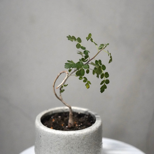 パキコルムス ディスカラー (象の木) 鉢こみ 一輪挿し・花瓶