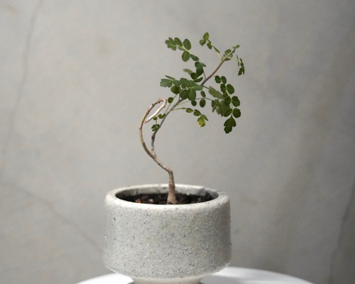 パキコルムス ディスカラー (象の木) 鉢こみ 一輪挿し・花瓶・花器 __@