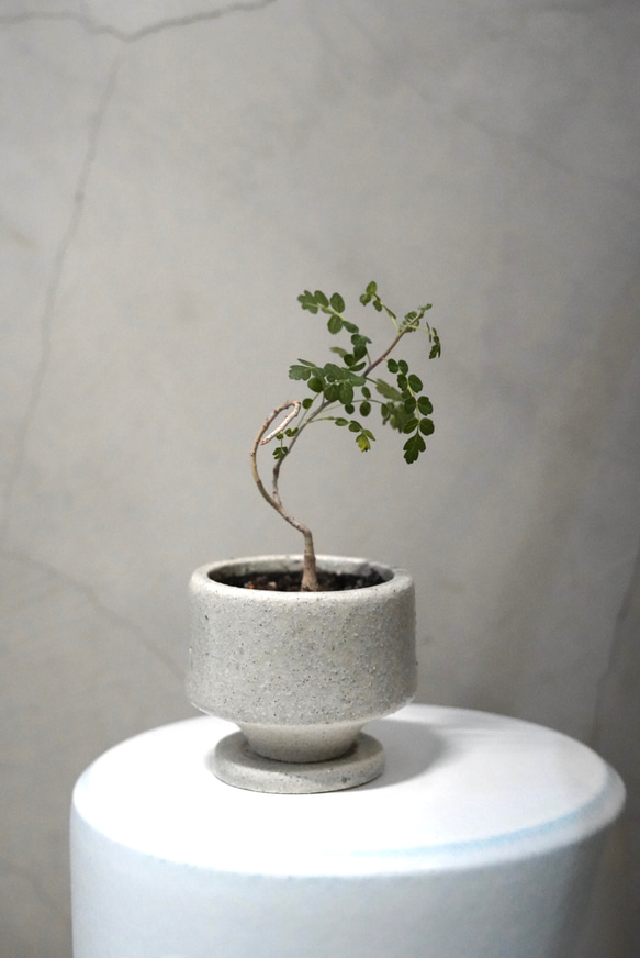 パキコルムス ディスカラー (象の木) 鉢こみ 一輪挿し・花瓶