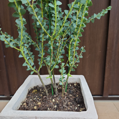 アカシア サンカクバアカシア レンガ風石膏鉢植え 観葉植物