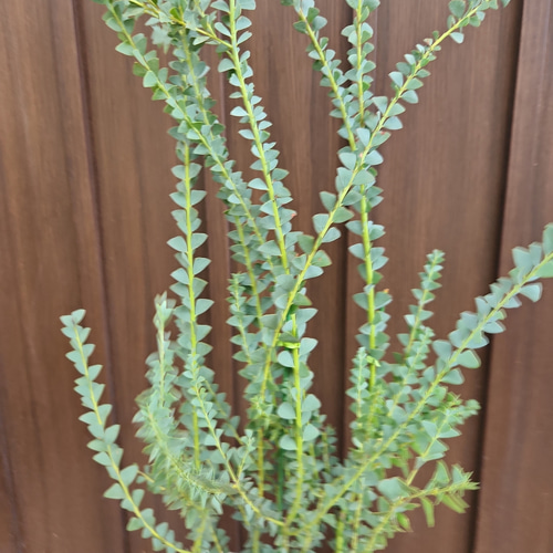 アカシア サンカクバアカシア レンガ風石膏鉢植え 観葉植物